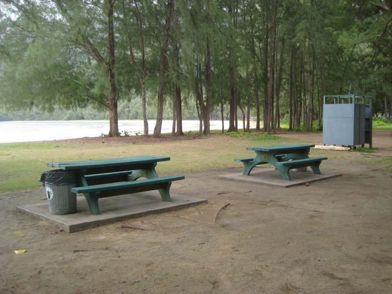 Campsite near ironwoods