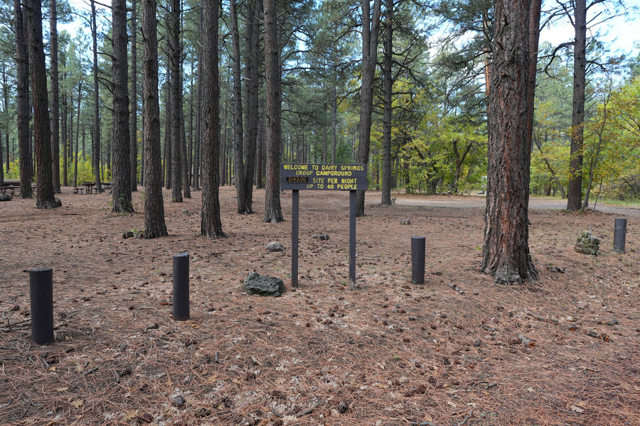 Ponderosa stand