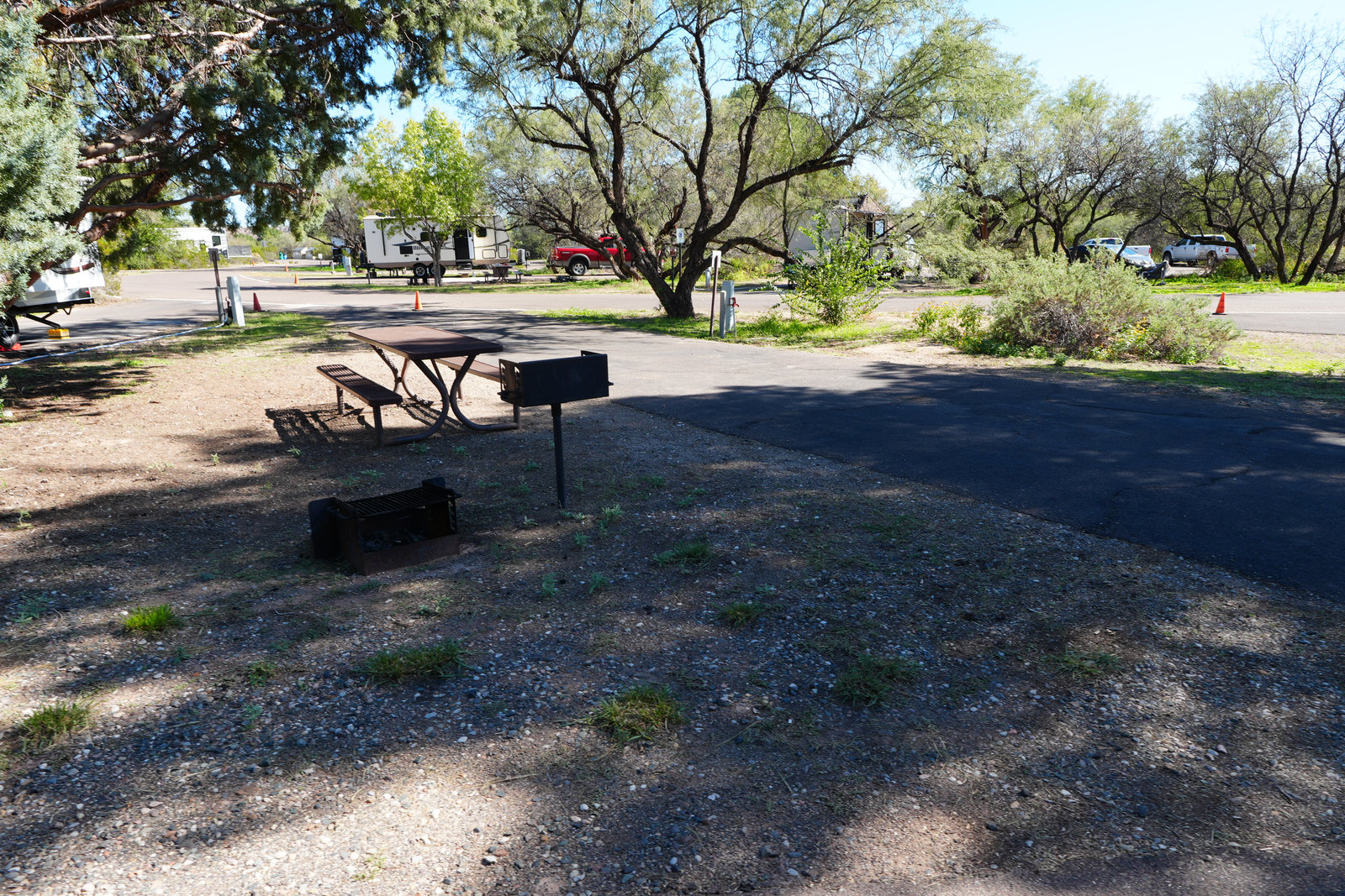 Cottonwood shade