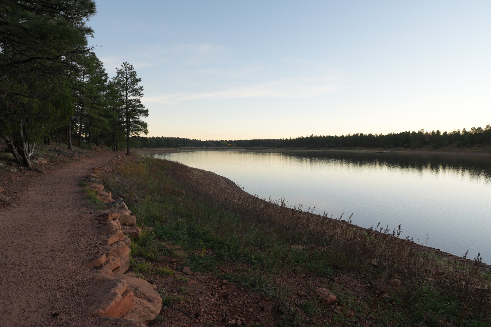 Evening light in pines