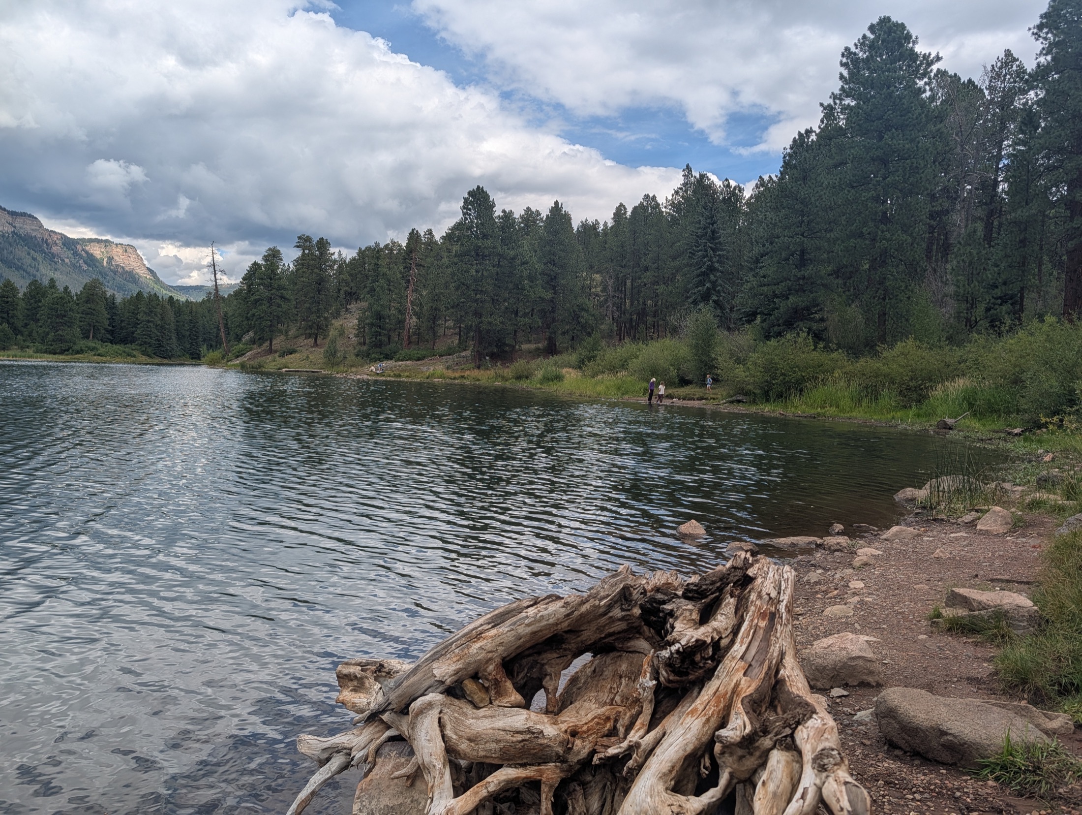 Pine forest reflected in Haviland Lake