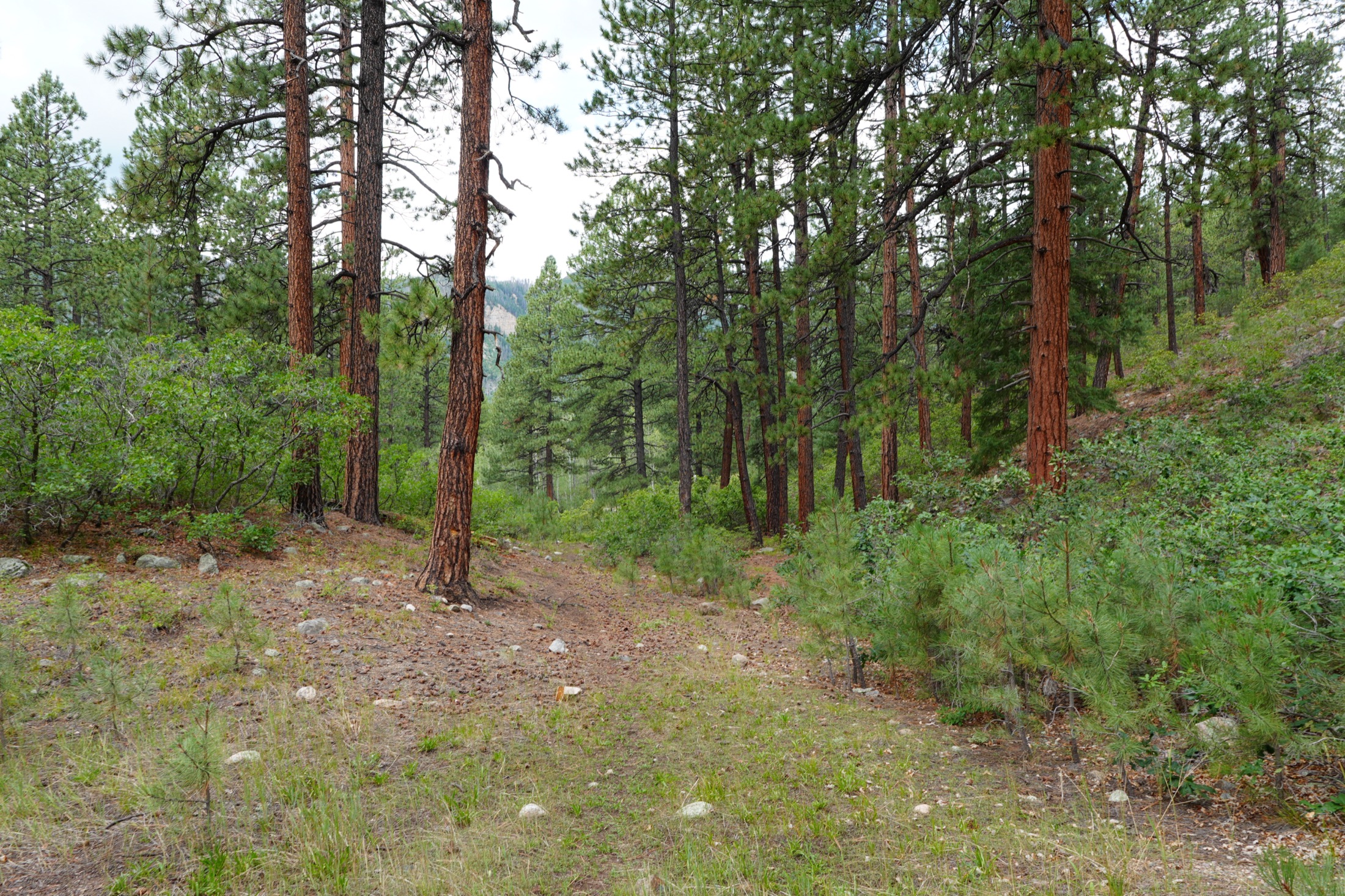Ponderosa pine and aspen forest at Haviland Lake