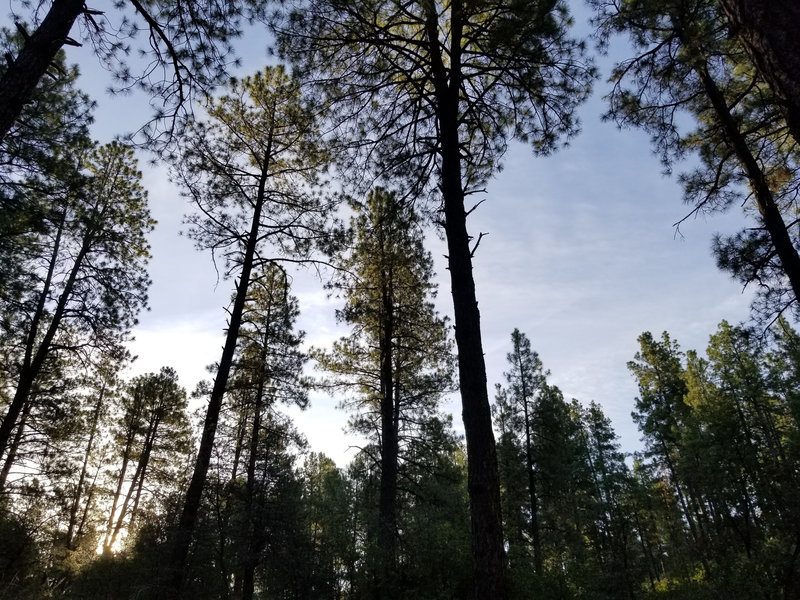 Forest shade