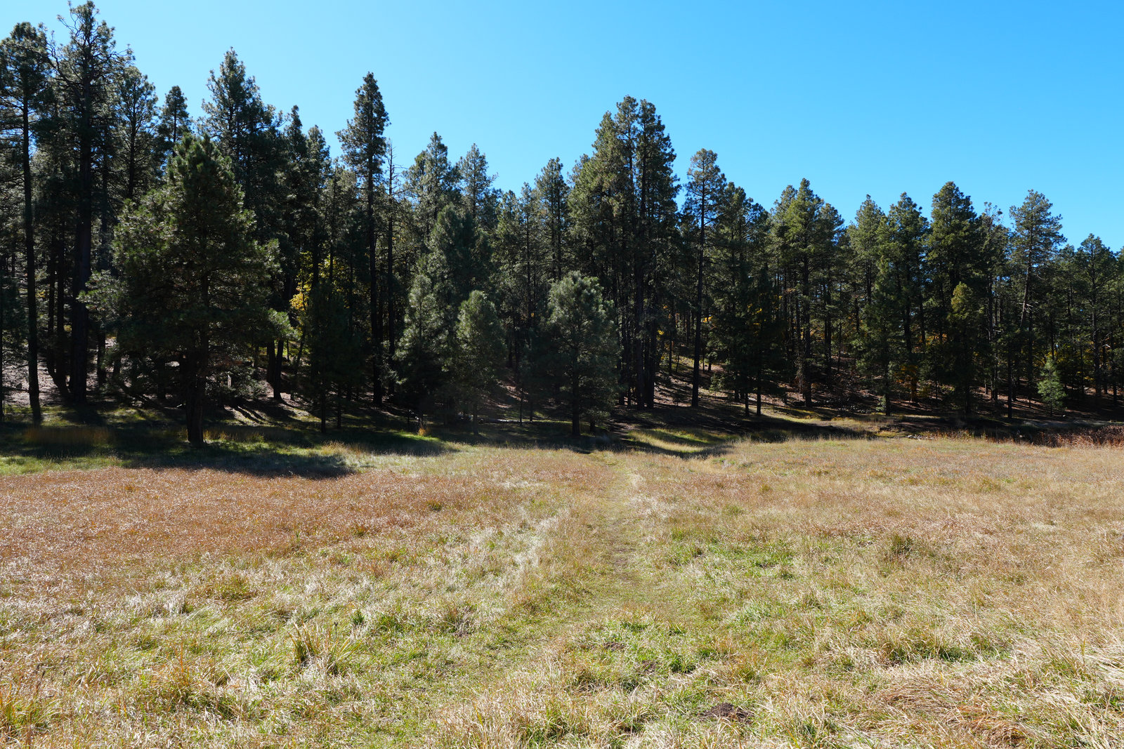 Pines and shade