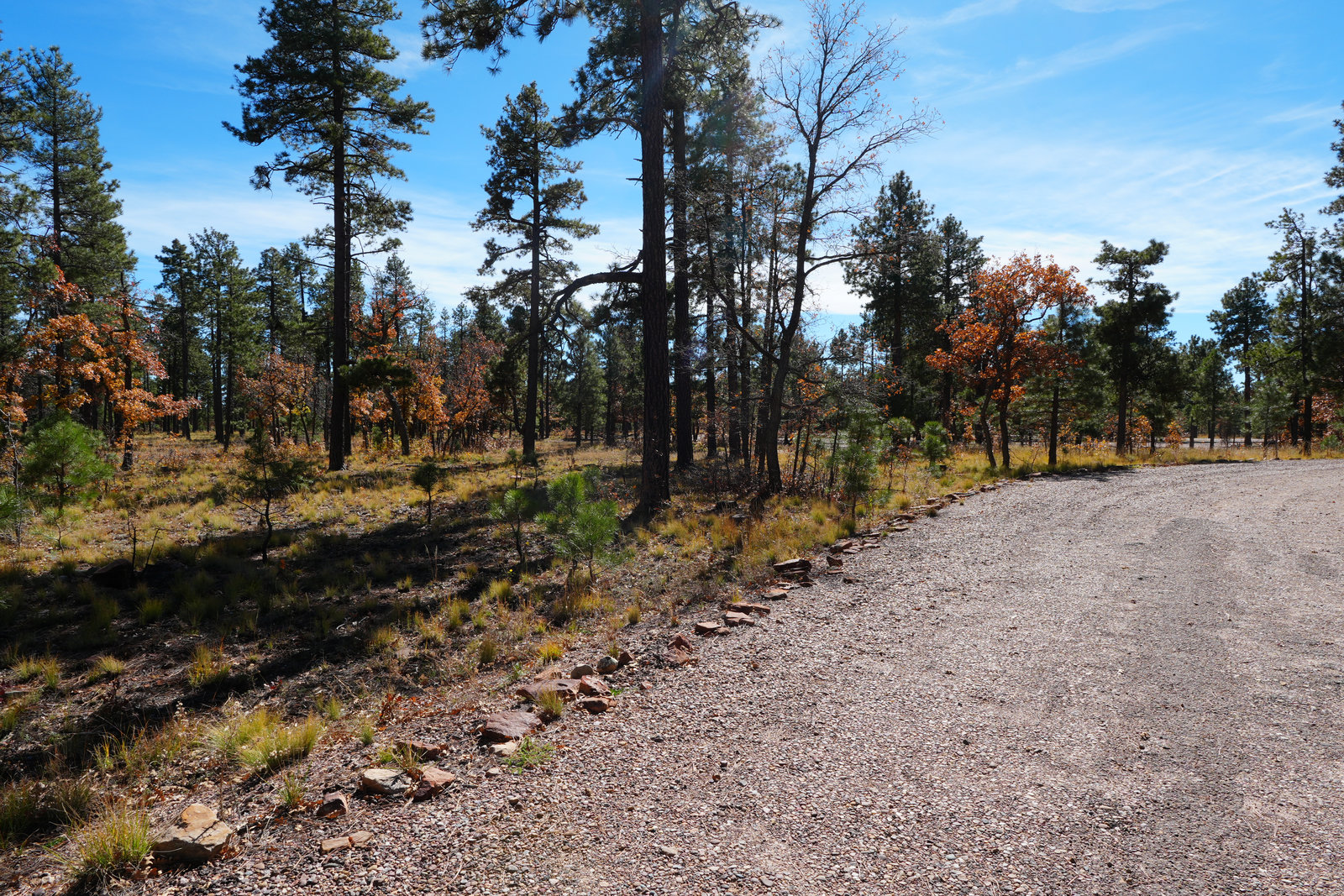 Camp loop