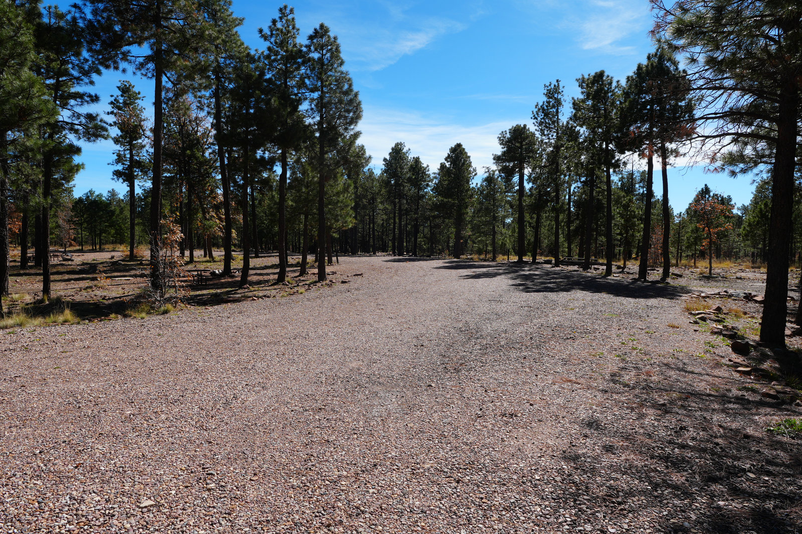 Trail through trees