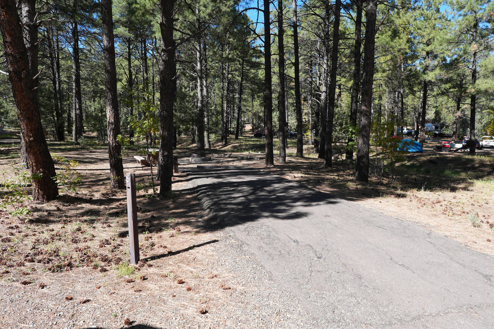 Pines and shade