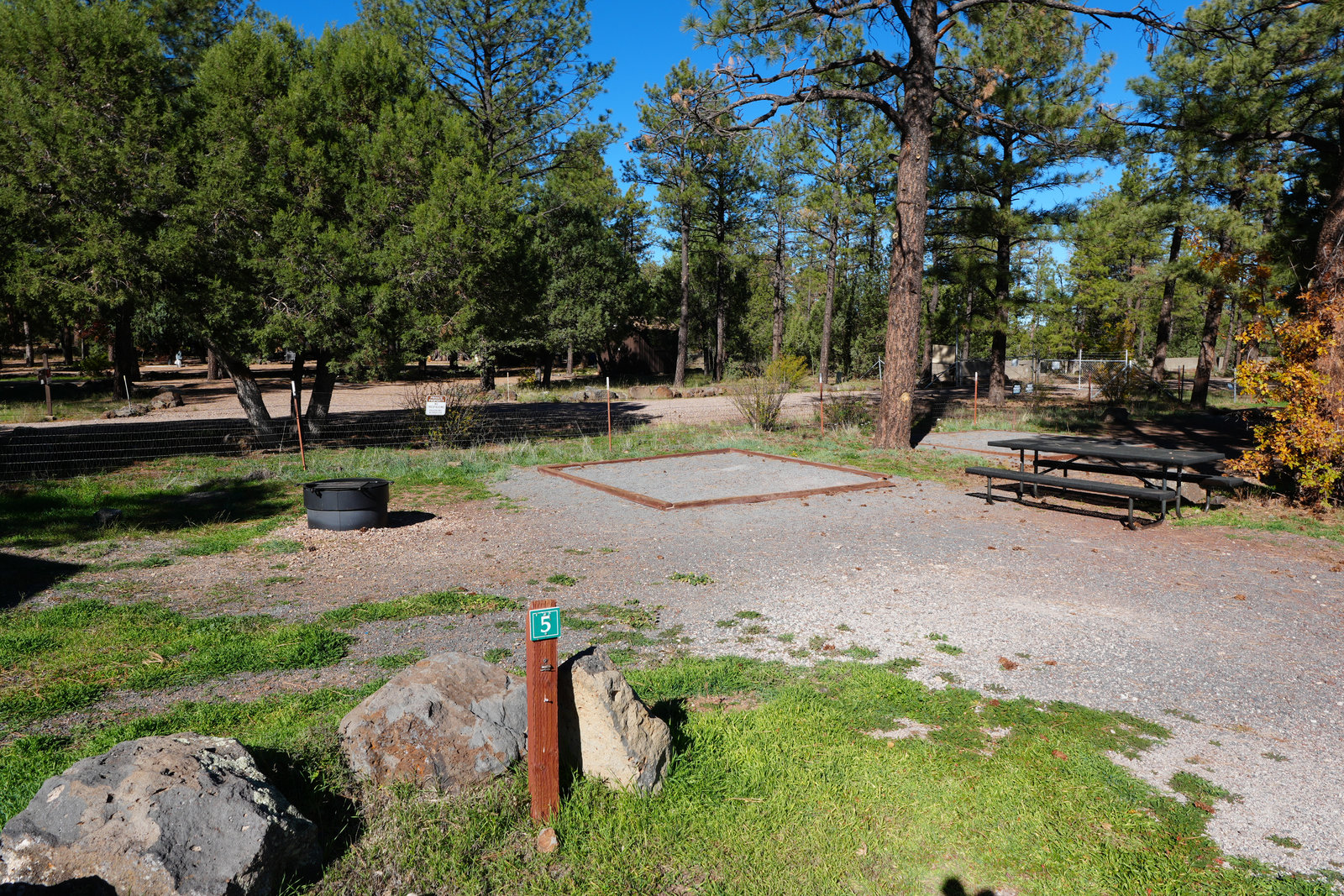 Pines and rocks